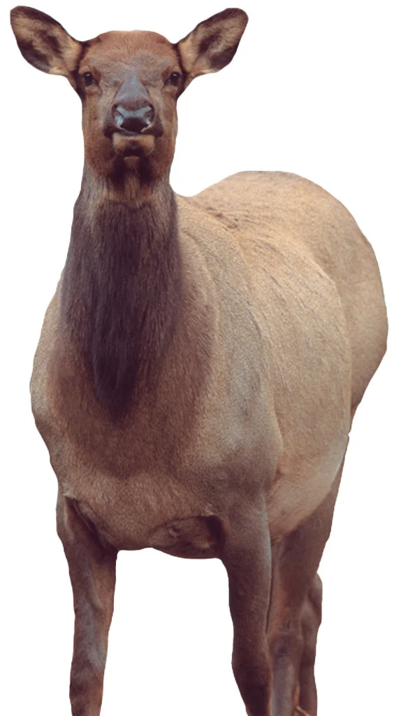MONTANA DECOY EICHLER ELK